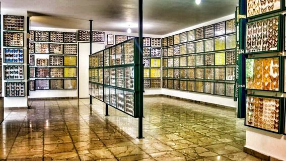 Entomological Museum