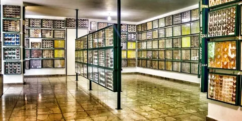 Entomological Museum of Volos