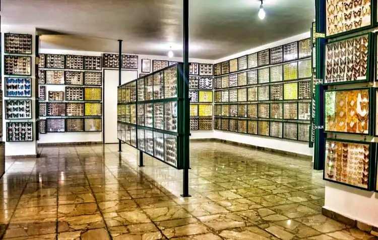 Hotels near Entomological Museum