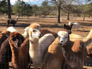 A Stroka Gene-Us Alpacas