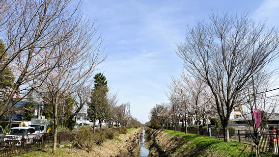名勝小金井桜碑