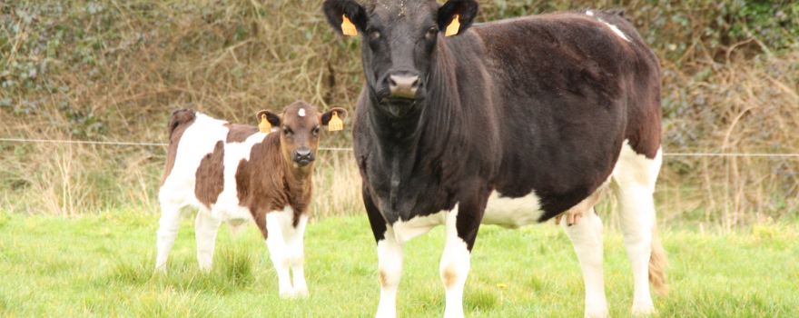 Ferme Le Buis Sonnant