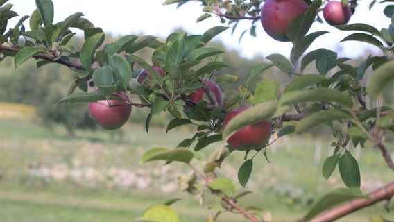 Park Hill Orchard