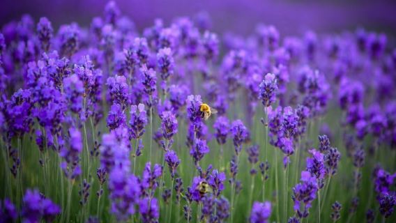Lavender Park