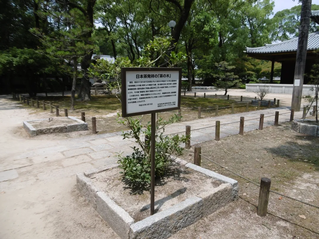 3_Nihoncha Hassho no Cha no Ki