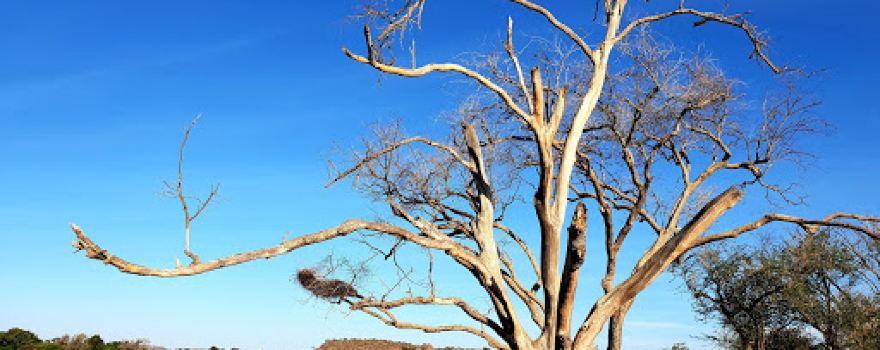 Mapungubwe National Park