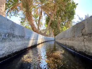 Large Baobab Tree | شجرة الماشوة العملاقة