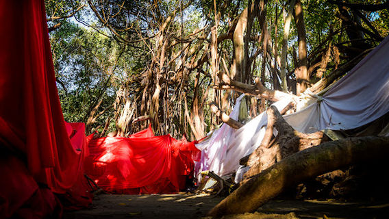 Mahatsingo Sacred Tree