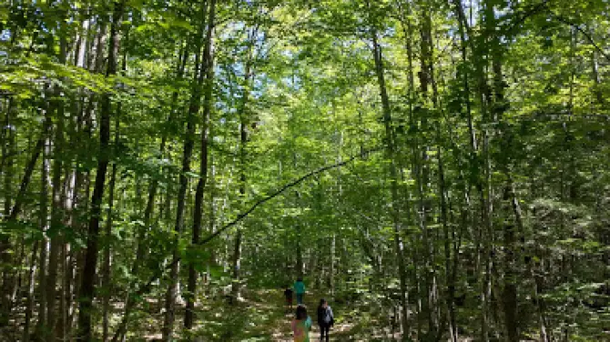 ブラグドン・ヒル・フォレスト