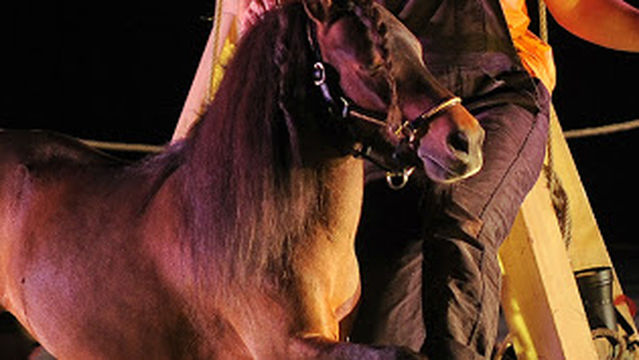 Papillon Noir Théâtre