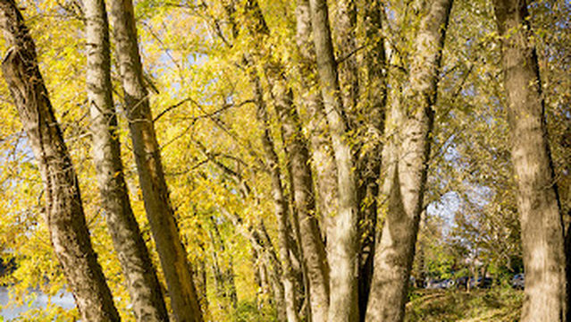 Flemington Ice Arena