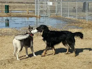Senses Unleashed Dog Park