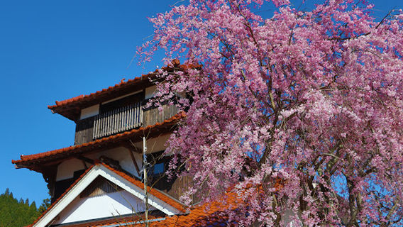 Weeping cherry tree street on the embankment of Shinjo River