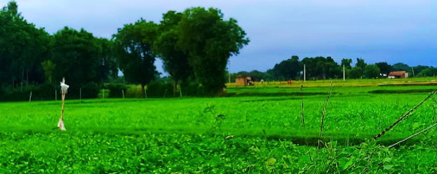 Pachi Taal Cricket Ground (updated By Sumit Singh)