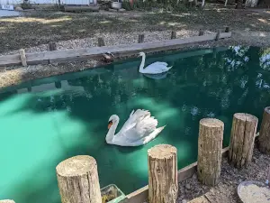 Rainbow Ranch Petting Zoo