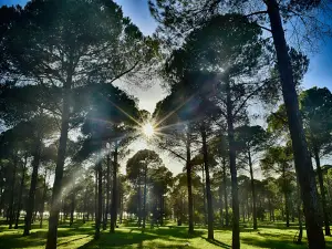 Mavikent Natural Forest