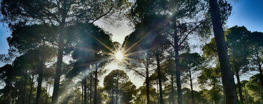 Mavikent Natural Forest