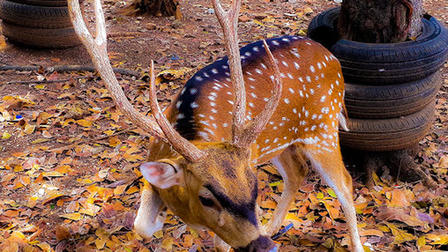 Taman Rusa Bintik Putih