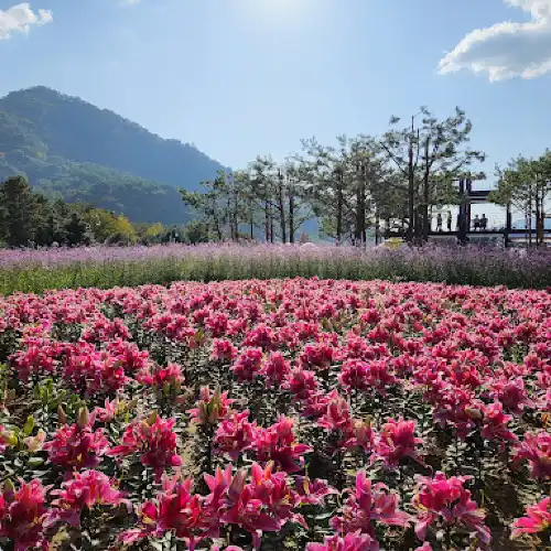 Inje Autumn flowers Festival