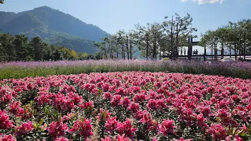 Inje Autumn flowers Festival