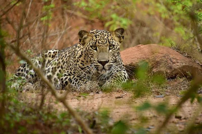 Onadi Yala Safari