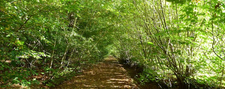 Borsteler Wald