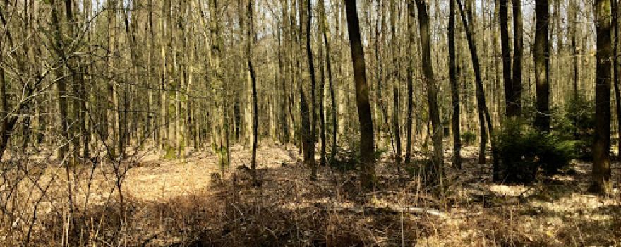 Grinder Wald