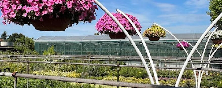 Floricoltura Ciampi