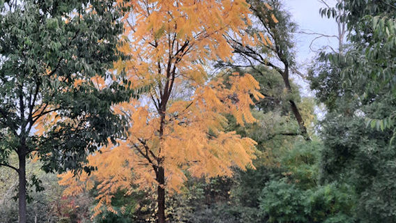 Patinoar / Teren multisport