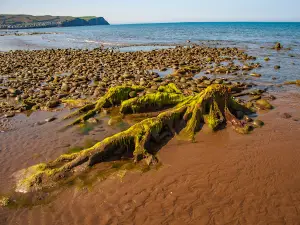 Borth Beach
