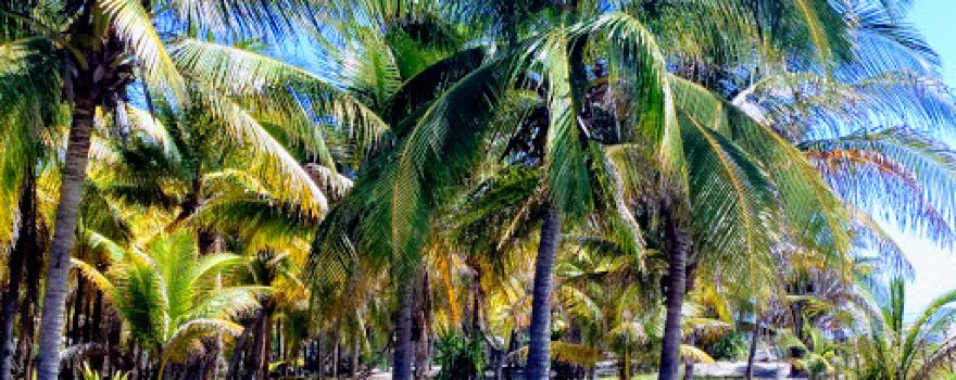 Playa El Cuco