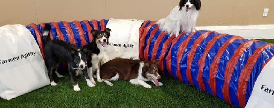 Farmen Agility