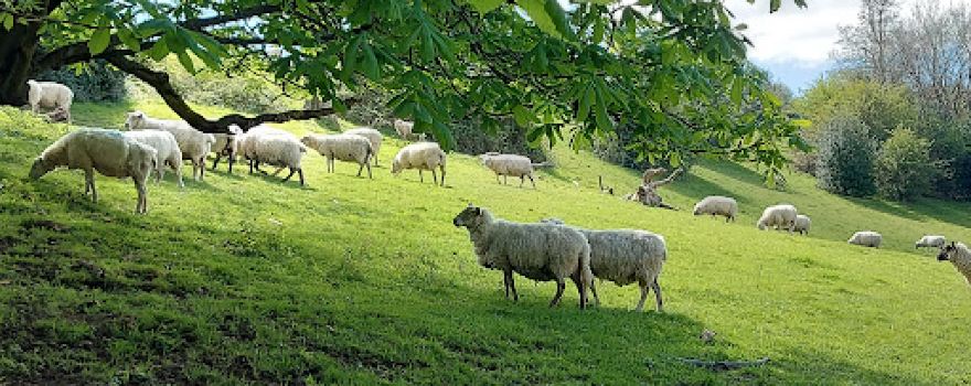Squerryes Park （Common）