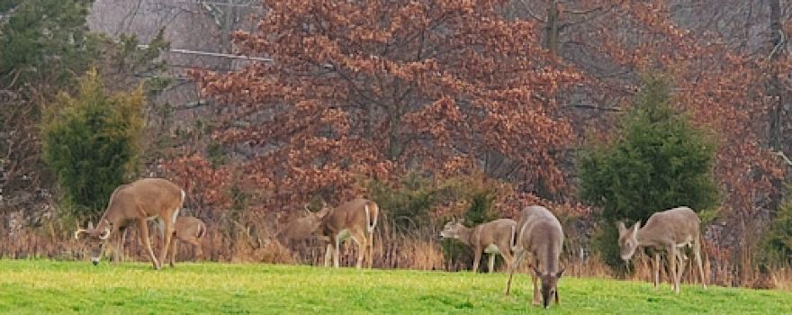 Van Horne Park