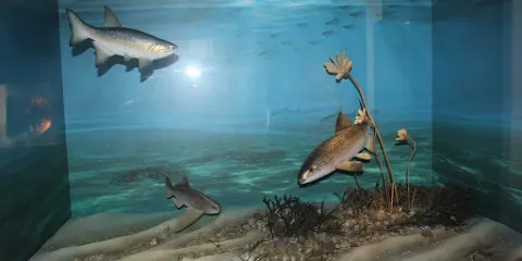 Museum Terra Triassica Euerdorf