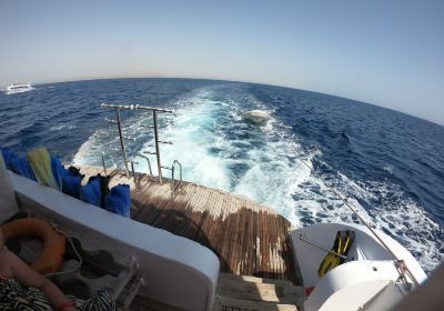 Dolphin House - Sha'ab Samadai Reef