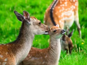 Doneraile Wildlife Park