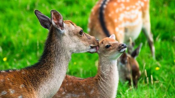 Doneraile Wildlife Park