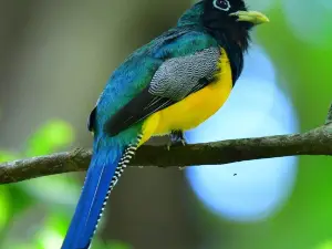 Carara National Park