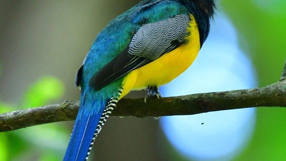 Reserva Biologica Carara