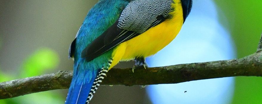 Carara National Park
