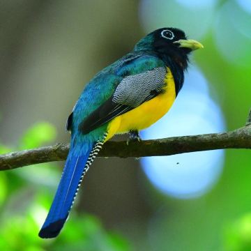 Carara National Park