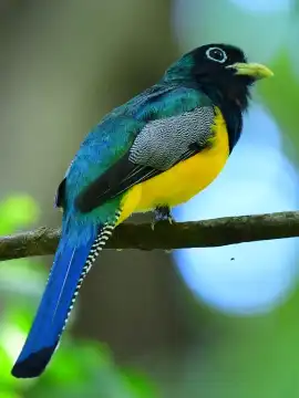 Carara National Park