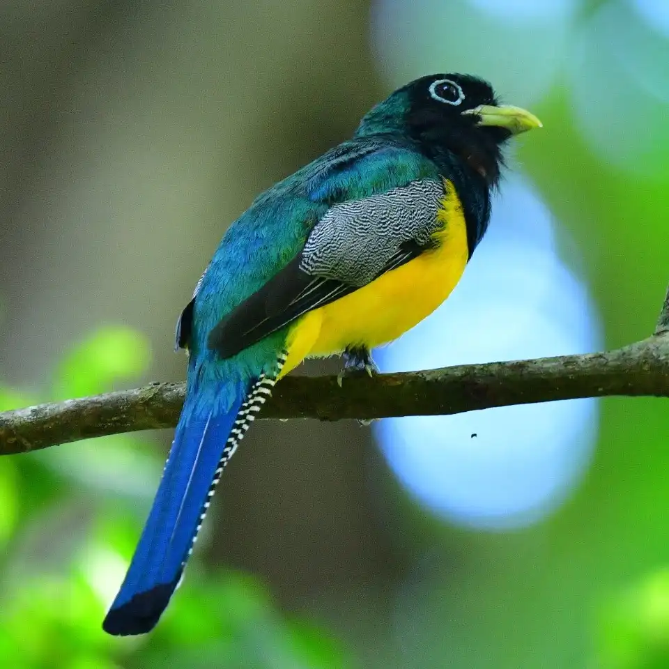 1_Carara National Park