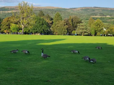 Aberdare Park