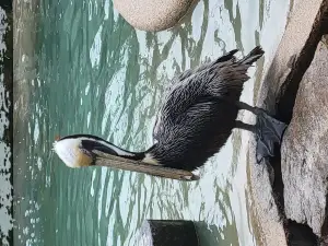 Peace River Wildlife Center-Education Center