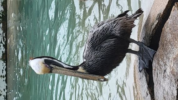 Peace River Wildlife Center-Education Center