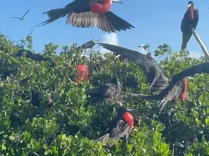 Frigate Bird Sanctuary
