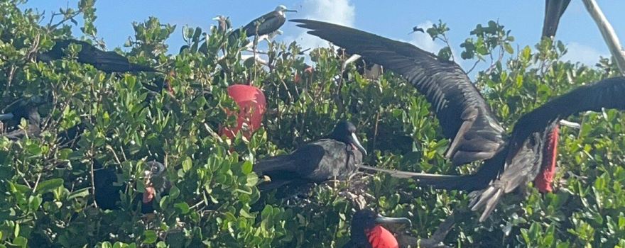 Frigate Bird Sanctuary