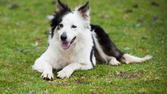 Caherconnell Stone Fort & Sheepdog Demonstrations